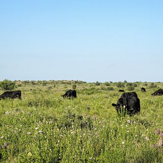 Burnett Ranches, LLC, 6666 Ranch